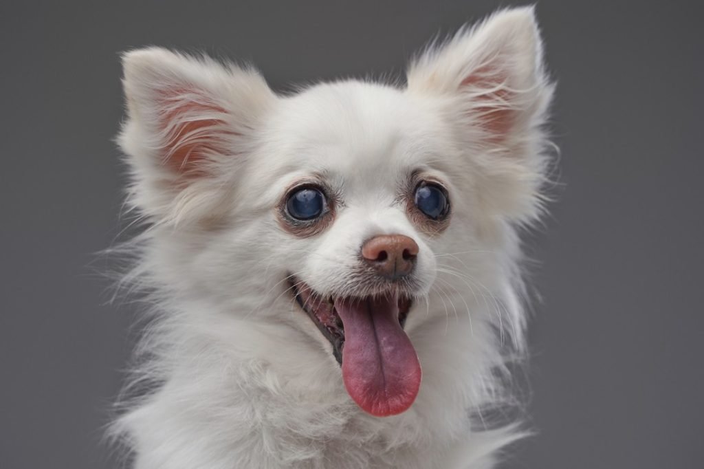 Animal Competitions | competes.tv: Showcasing the Cutest Pets and Connecting Animal Lovers