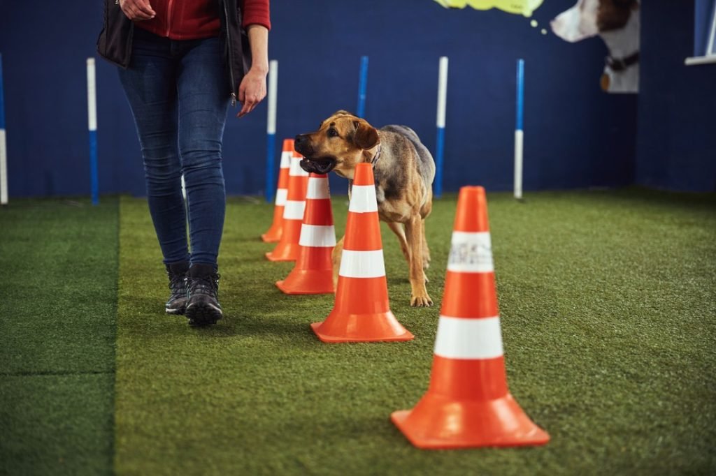 Experience The Obedience Competitions