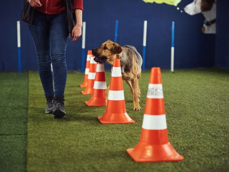 Check Out obedience competitions https://competes.tv/wp-content/uploads/2023/08/Dog-show-events-Crufts-National-Dog-Show-animal-competitions-obedience-competitions-agility-trials-border-collies-Australian-shepherds-Belgian-Malinois-recognition-prize-money-dog-training-performance-entertainment-Animals-ae32ef5e.jpg