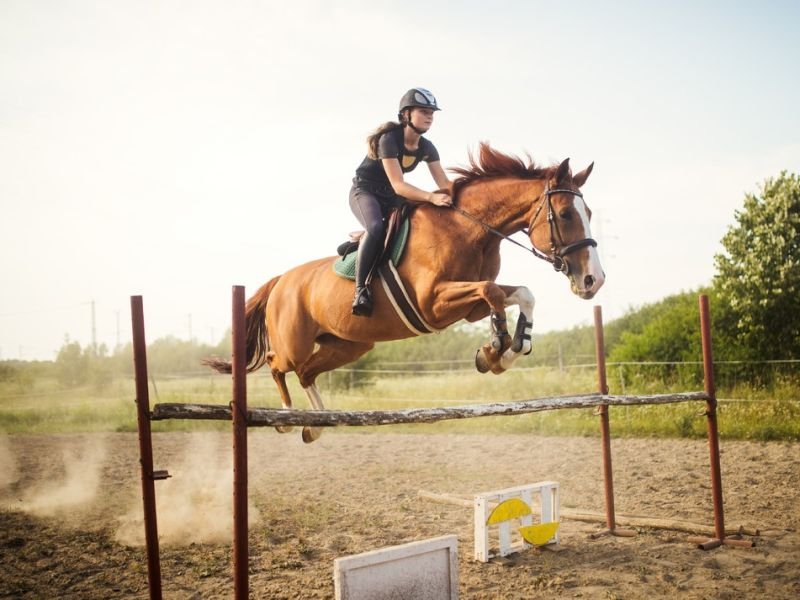 Discovering the Magic of Equestrian Competitions