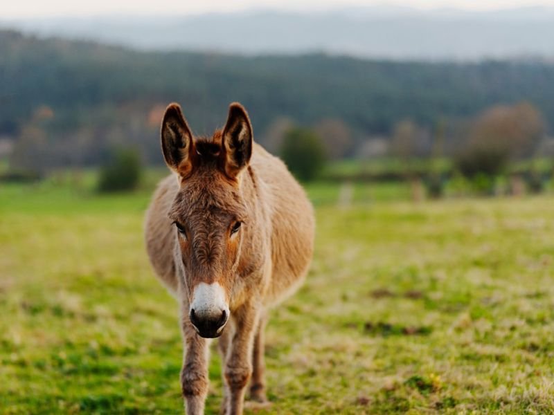 Farm Animals and Livestock: Guardians of Our Agricultural Heritage