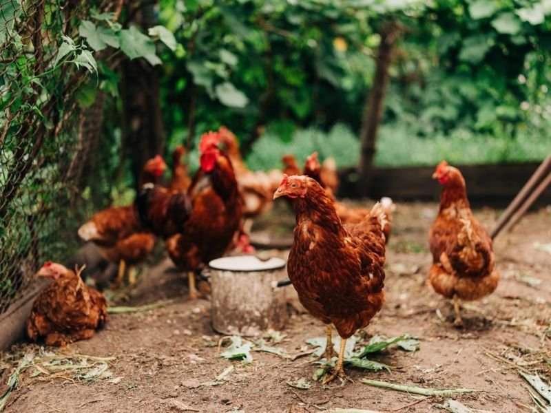 Farm Animals and Livestock: Guardians of Our Agricultural Heritage