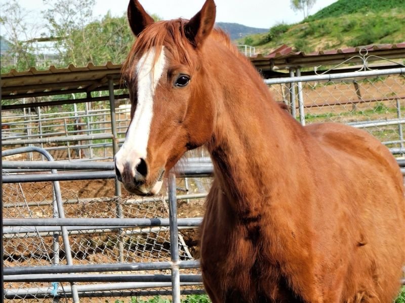 A Glimpse into the Lives of Farm Animals and Livestock