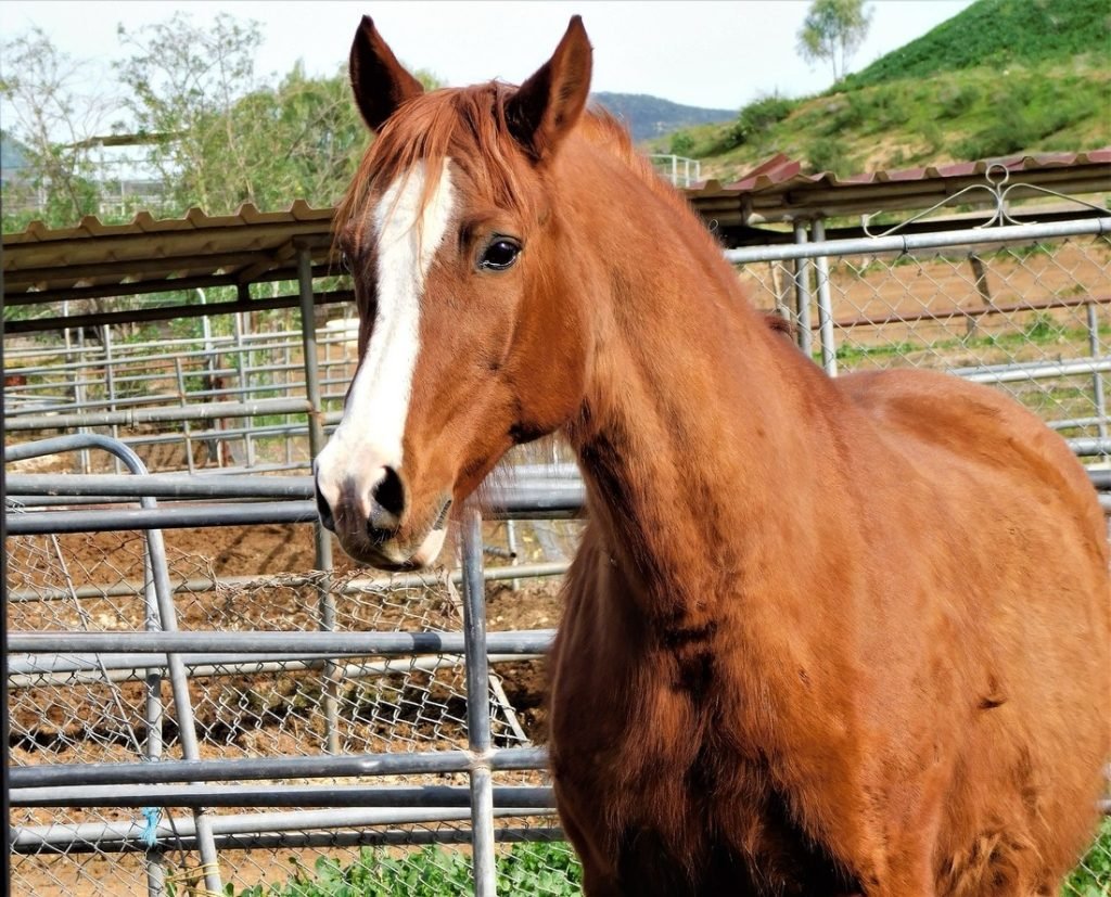 Experience The Livestock Competitions