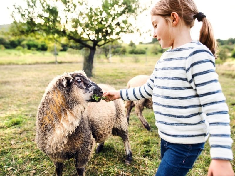 Discover the Grace and Charm of Farm Animals and Livestock