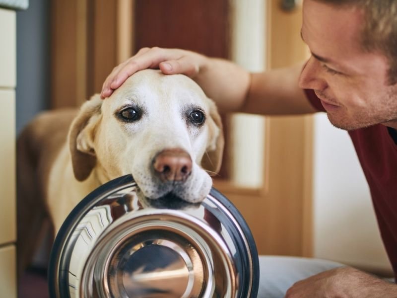 View history of animal competitions https://competes.tv/wp-content/uploads/2023/08/Pet-Tricks-Animal-Competitions-animal-competitions-animal-training-animal-talents-diversity-in-animal-competitions-history-of-animal-competitions-future-of-animal-competitions-animal-enthusiasts-Website-Content-176d5b48.jpg