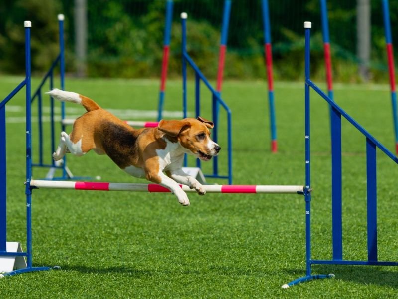 The Power of Speed: Animal Agility Competitions on competes.tv