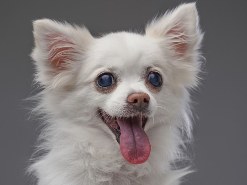 Unleashing the Adorableness: Animal Competitions You Need to See on competes.tv