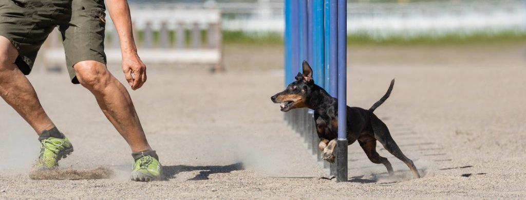 Discover The Agility Competitions