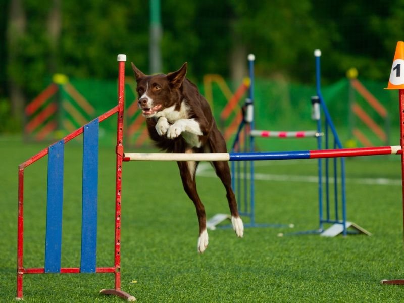 Check Out dog obedience https://competes.tv/wp-content/uploads/2023/08/animal-competitions-agility-trials-dog-obedience-Competes-TV-dog-training-performance-entertainment-obstacle-courses-border-collies-australian-shepherds-belgian-malinois-animal-competitions-2076c10c.jpg