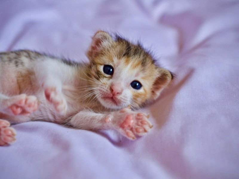 Enter the World of Animal Competitions: Cutest Animals Rule the Arena