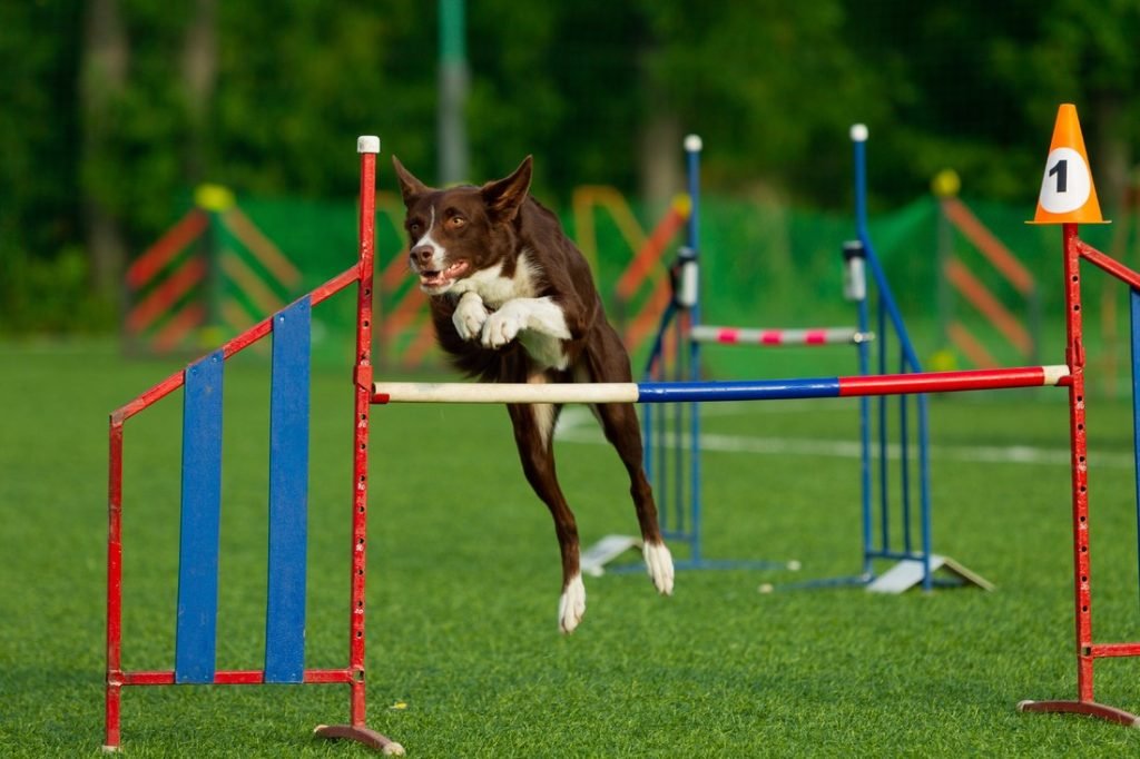 Experience The Dog Agility Competitions