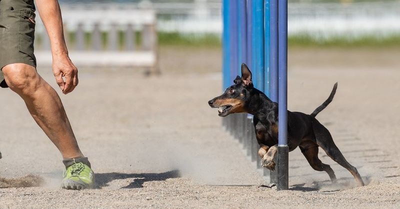 Uncovering the Thrills of Obedience & Agility Animal Competitions on competes.tv