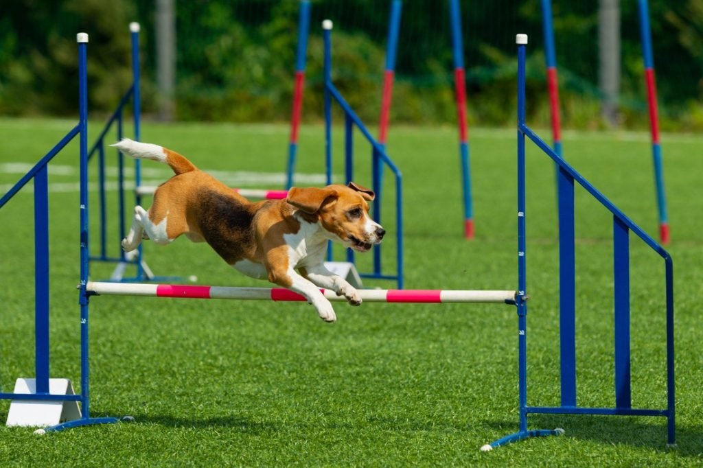 Check Out This Agility Competitions