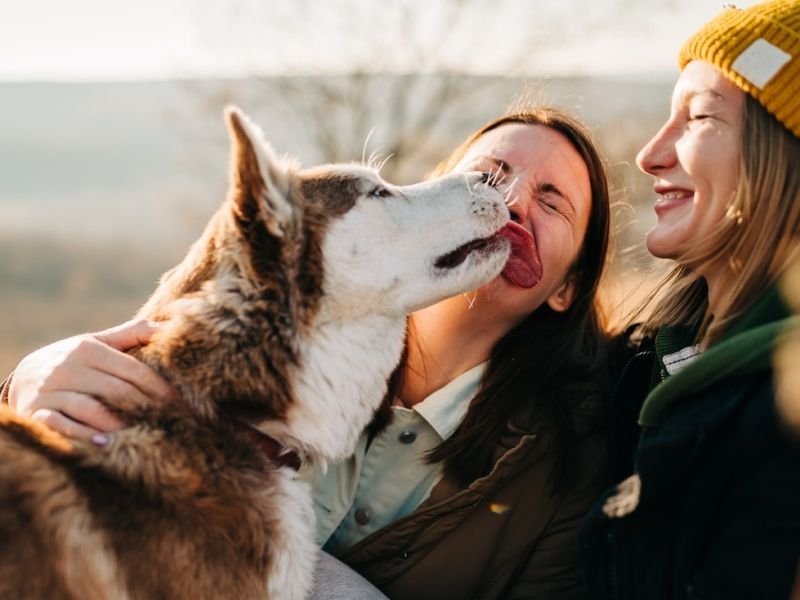 Animal Competitions | competes.tv: Exploring the Captivating Voices of Singing Contestants