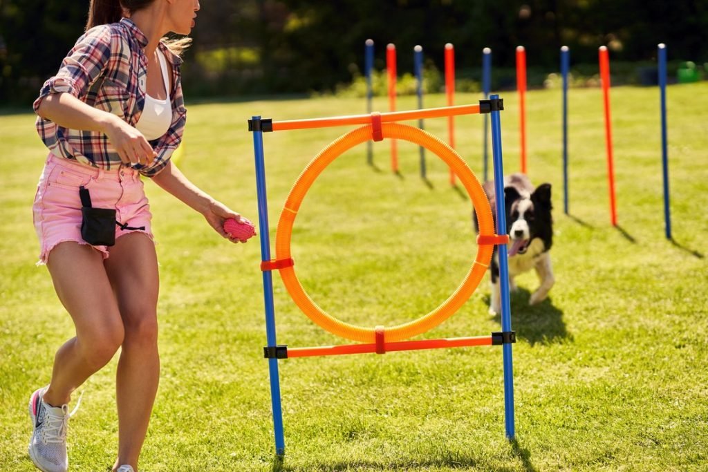 Have A Look At That Dog Agility Competitions