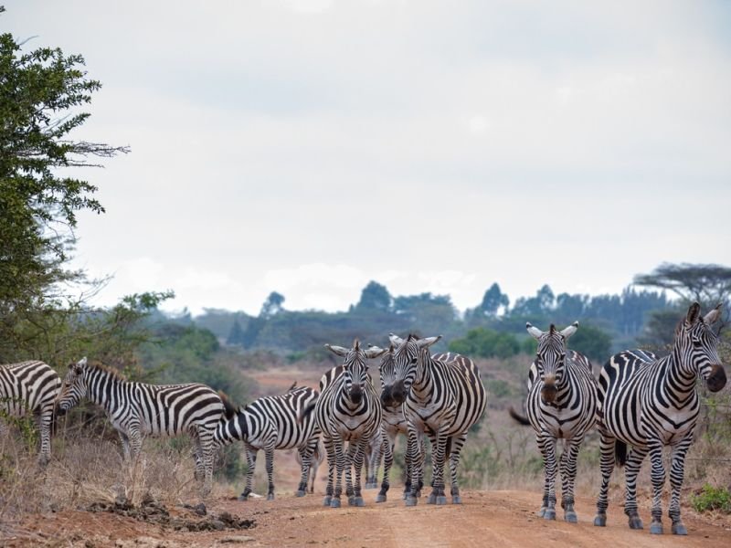 A Photo of sustainable travel https://competes.tv/wp-content/uploads/2023/08/conserving-wildlife-honoring-legacy-exquisite-beings-animal-competitions-wildlife-videos-ecotourism-sustainable-travel-birdwatching-wildlife-photography-national-parks-conservation-website-content-ce47b30f.jpg