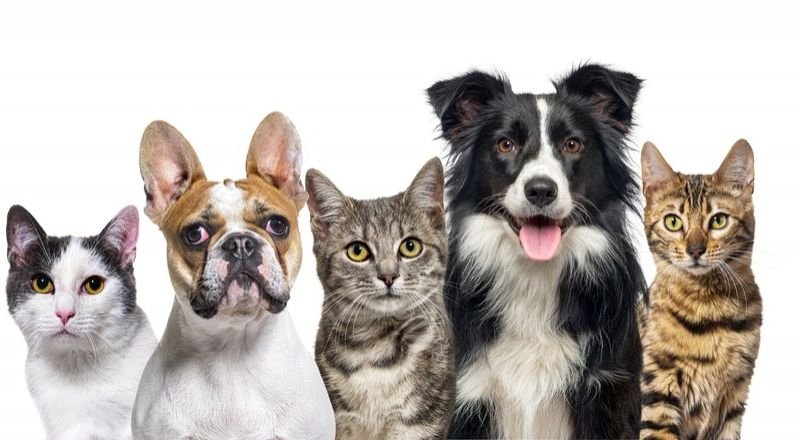 View dog exhibition show https://competes.tv/wp-content/uploads/2023/08/dog-shows-judging-dogs-criteria-for-dog-show-winners-dog-show-process-animal-competitions-dog-competitions-dog-show-judging-criteria-dog-exhibition-show-agility-shows-connecting-with-animal-enthusiasts-dog-shows-25c53d81.jpg