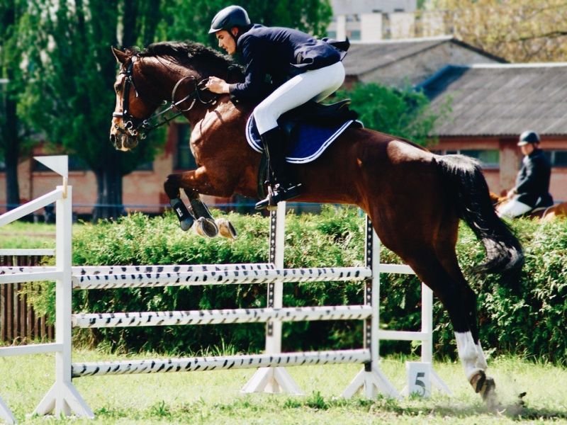 Explore The Show Jumping