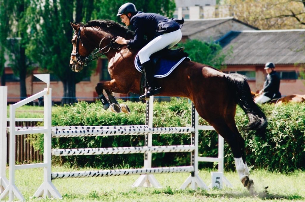 Experience The Show Jumping