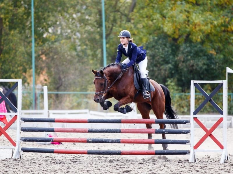 Taking a Dive into the World of Equestrian Competitions