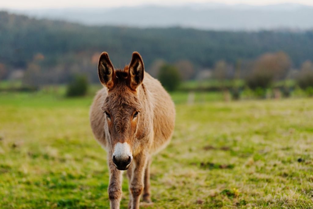 Explore The Animal Well Being