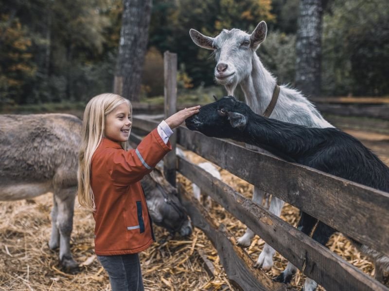 Farm Animals and Livestock: An Exquisite Tapestry of Life