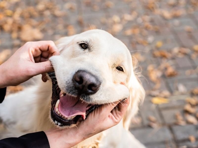 Discover The Mischievous Side Of Pets with Silly Pet Antics