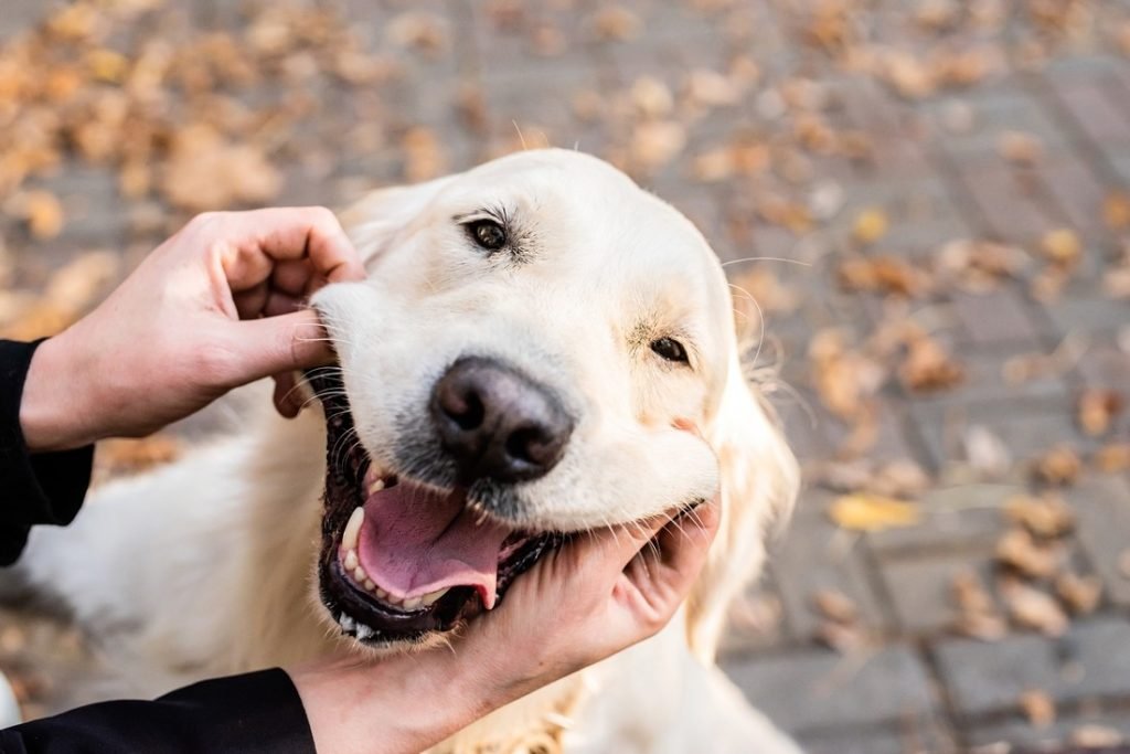 Discover The Silly Pet Antics