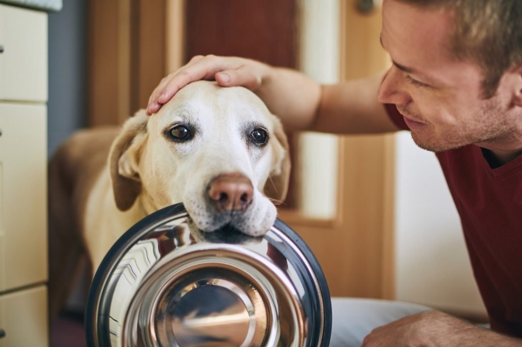 Experience The Pet Tricks Animal Competitions