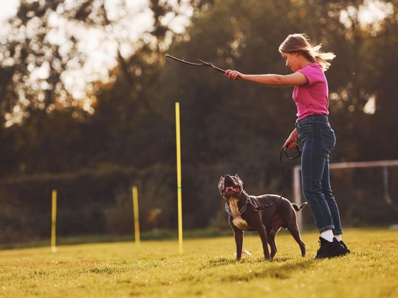 Mastering Pet Tricks: Unlocking the Secrets to Impressive Performances nearby