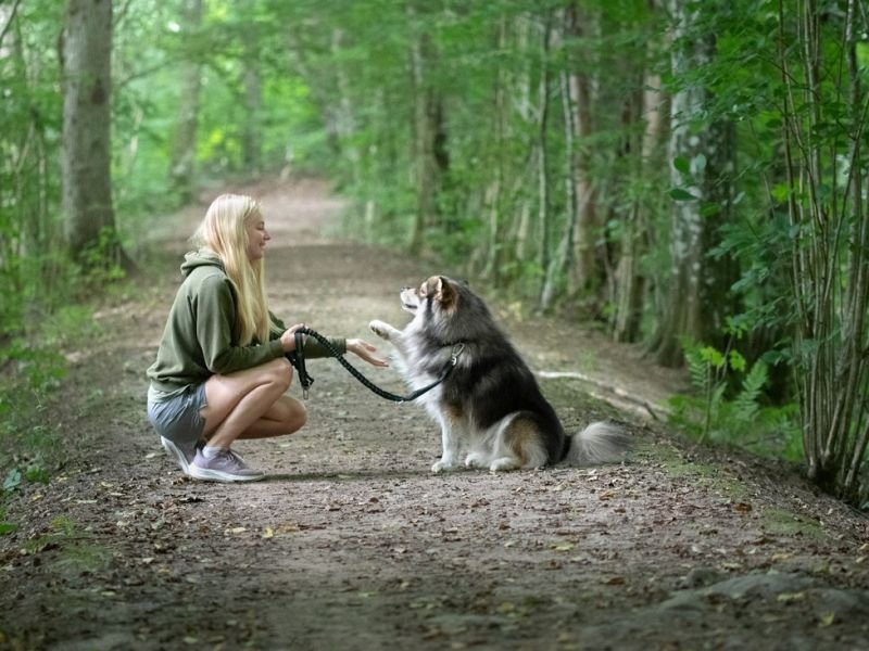 Witness the Phenomenal: Animal Competitions Showcasing Pet Tricks around the World