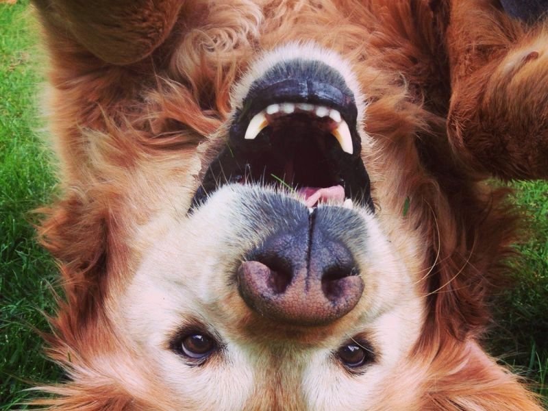 Discover The Mischievous Side Of Pets with Silly Pet Antics