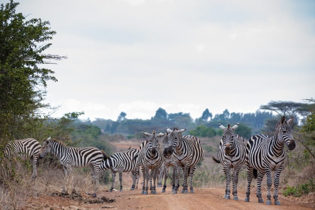 Explore The Wildlife Photography